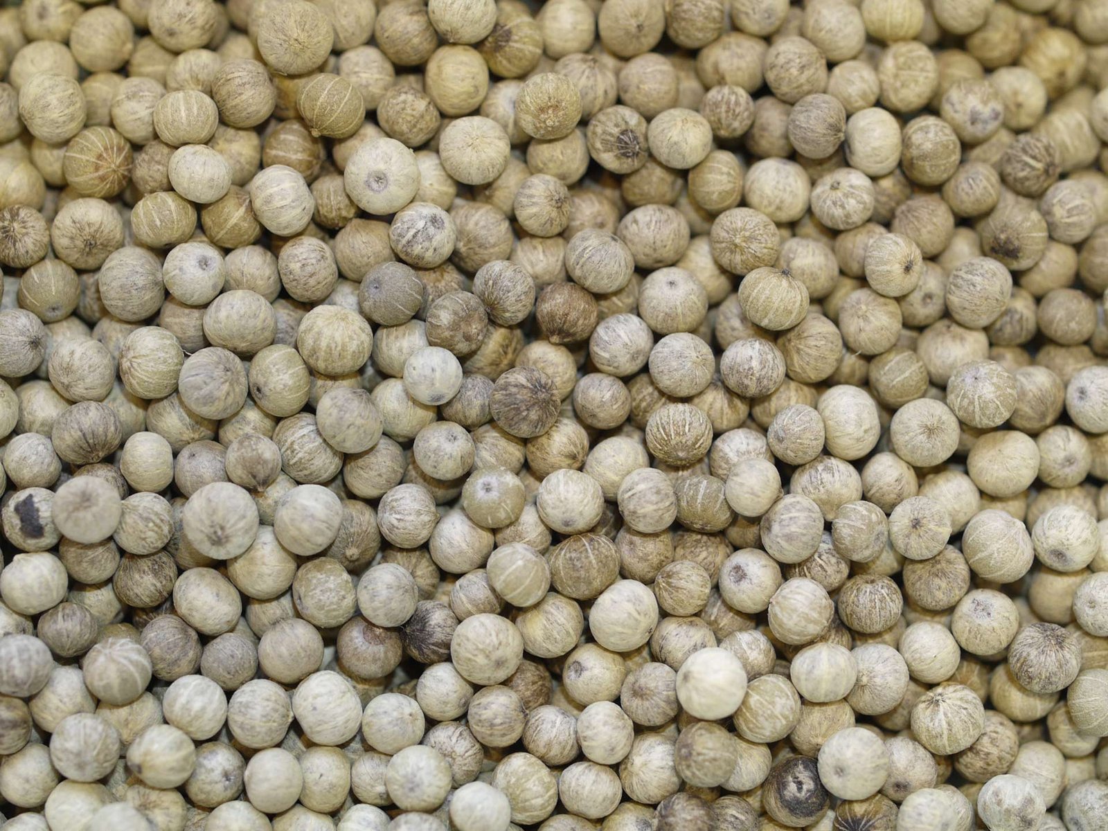 Poivre blanc de Kampot IGP Bio – Image 2